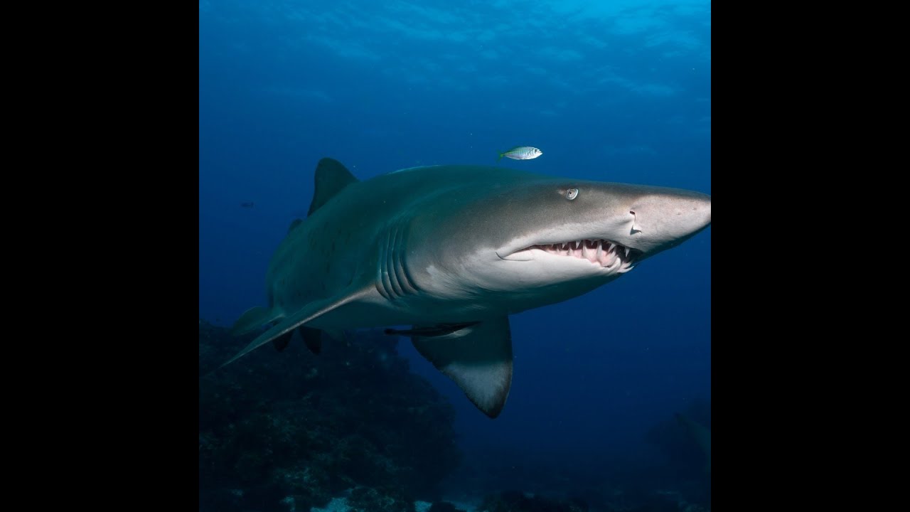 baby grey nurse shark