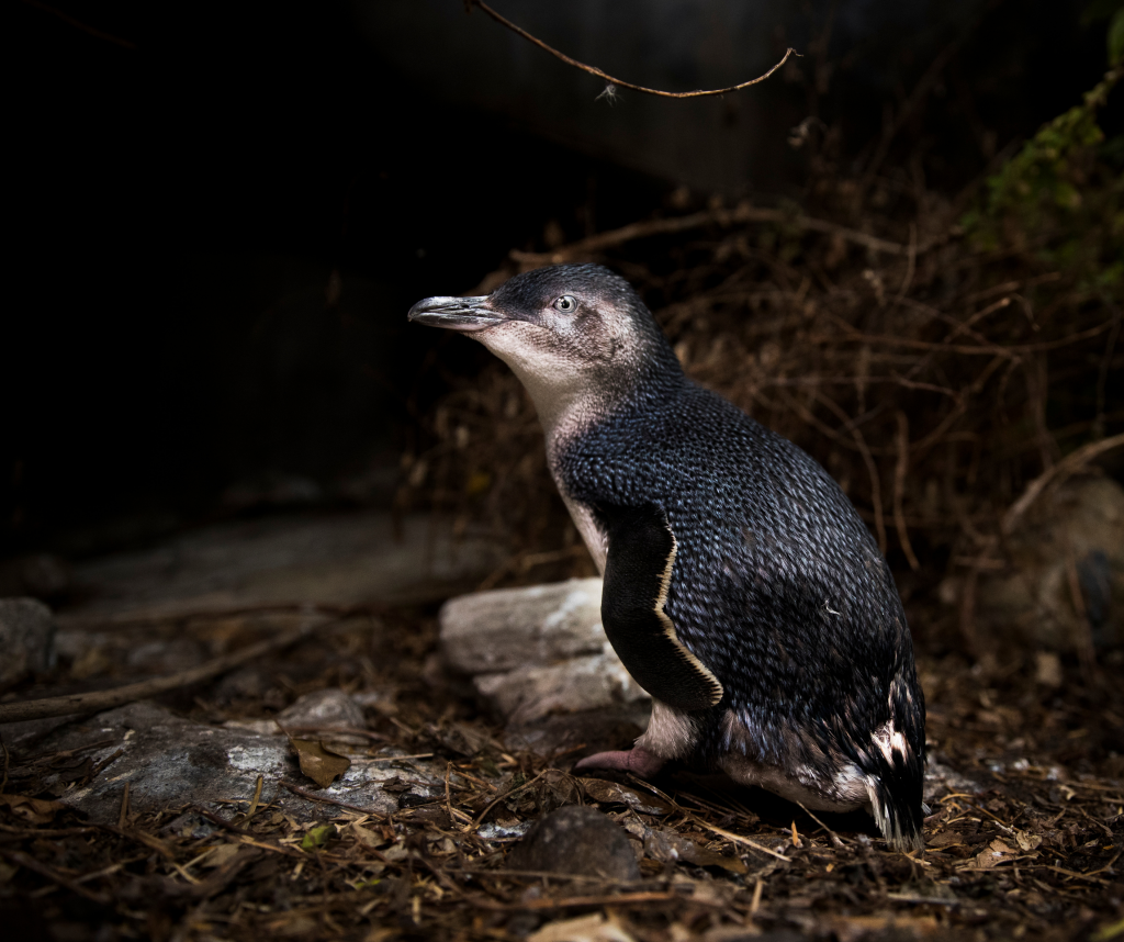 Birds on the brink Manly’s endangered Little Penguin colony in