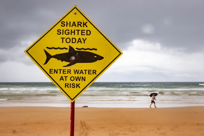 Shark net debate resurfaces - Manly Observer