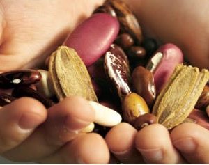 Seed Saving with Permaculture Northern Beaches
