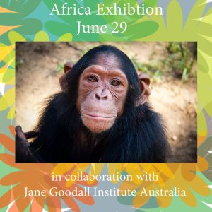 Africa Exhibition at the Northern Beaches Gallery Cromer