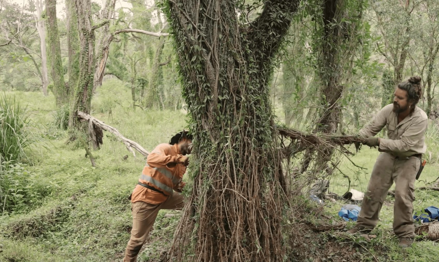 Zimmi's team working to pull Cat's Claw from trees. Image via d'Vine Creations website.